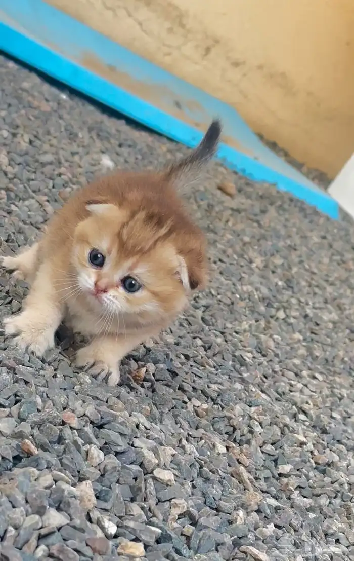 للبيع سكوتش قولد دبل فولد تم البيع 1