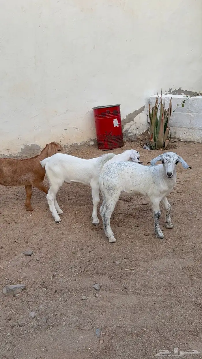 دواغير بيشيات تيوس 8