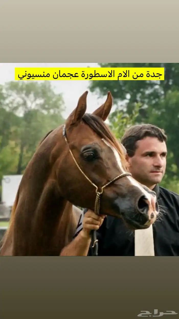 حصان فحل تشبية خيل 4