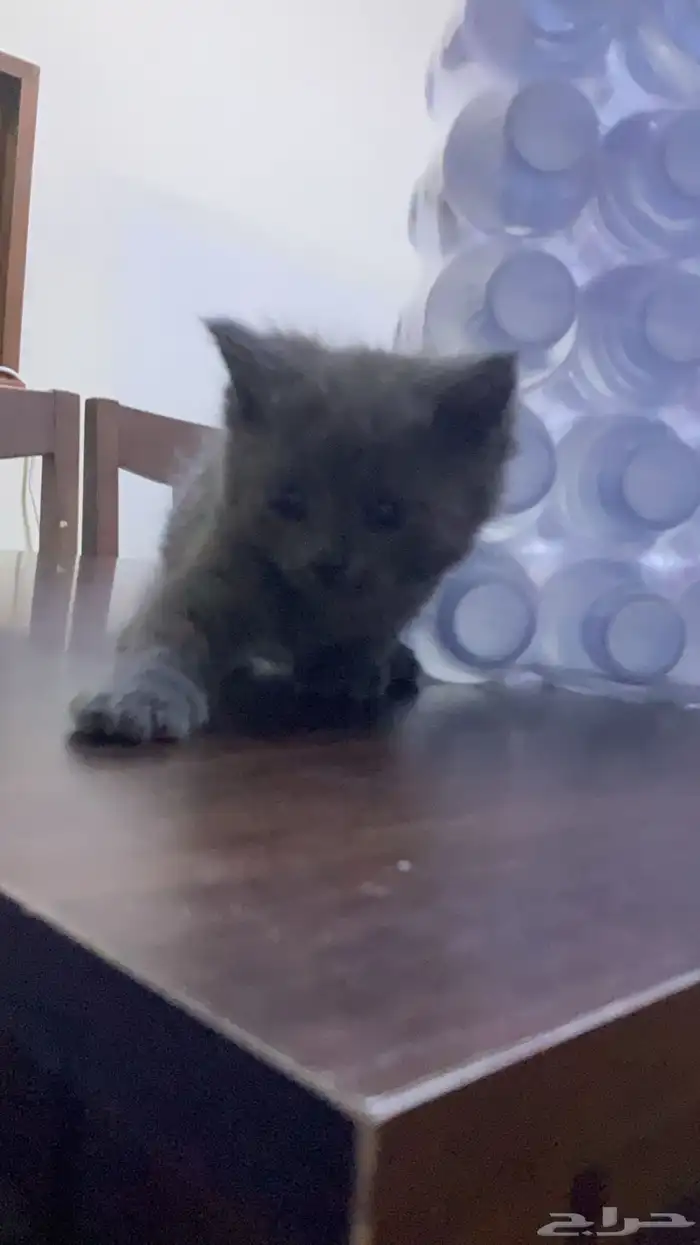 قطط صغيرة شيرازي للتبني و تحتاج علاج 17