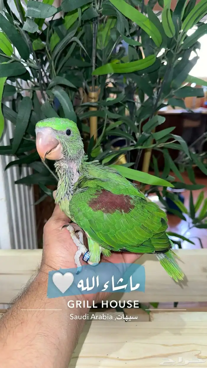دره نيبالي حجم جامبو اليف 3