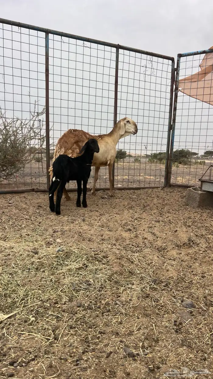 للبيع سواكنيه خلفه فاخره 0
