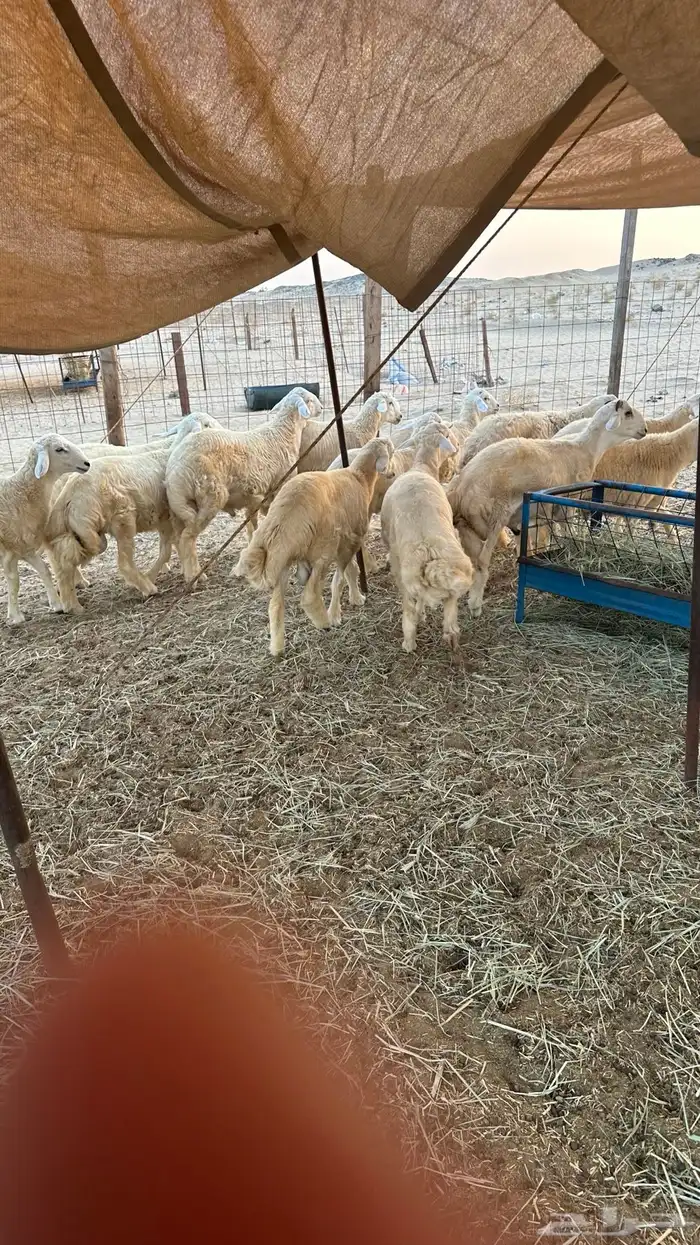 طليان حريه مناسبات ( تم البيع ) 2