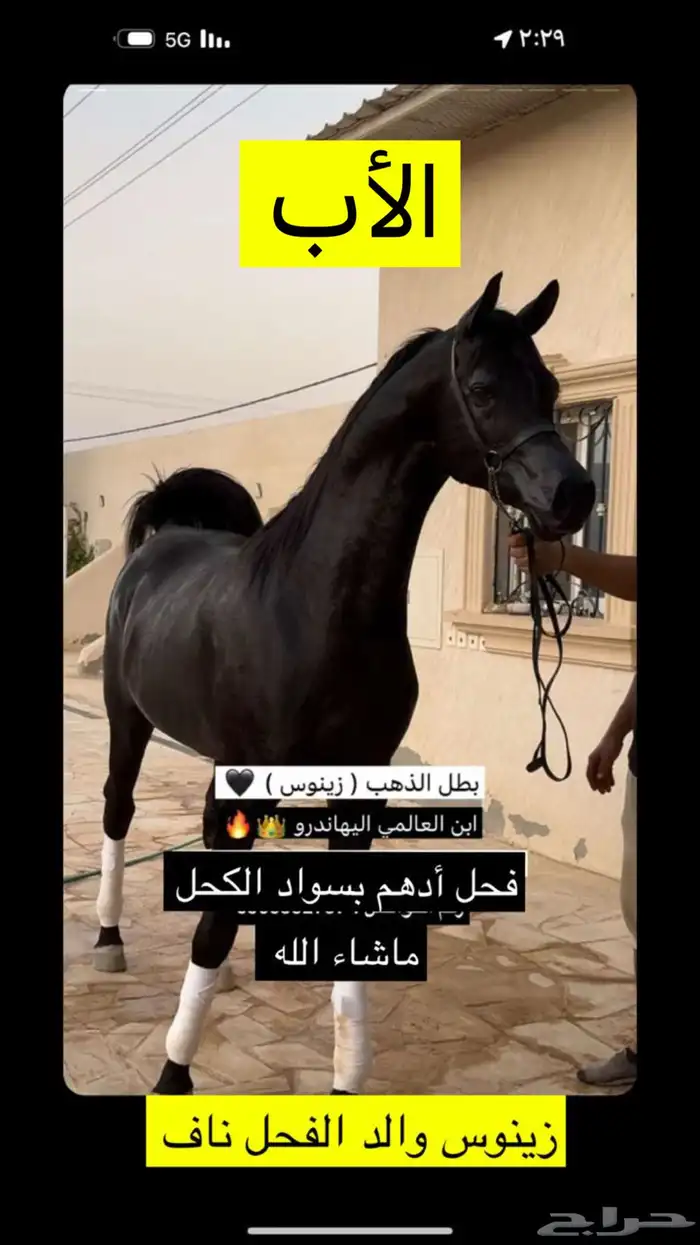 حصان فحل تشبية خيل 1