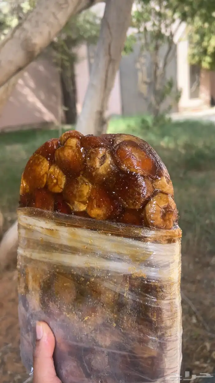 سكري الزلفي 2