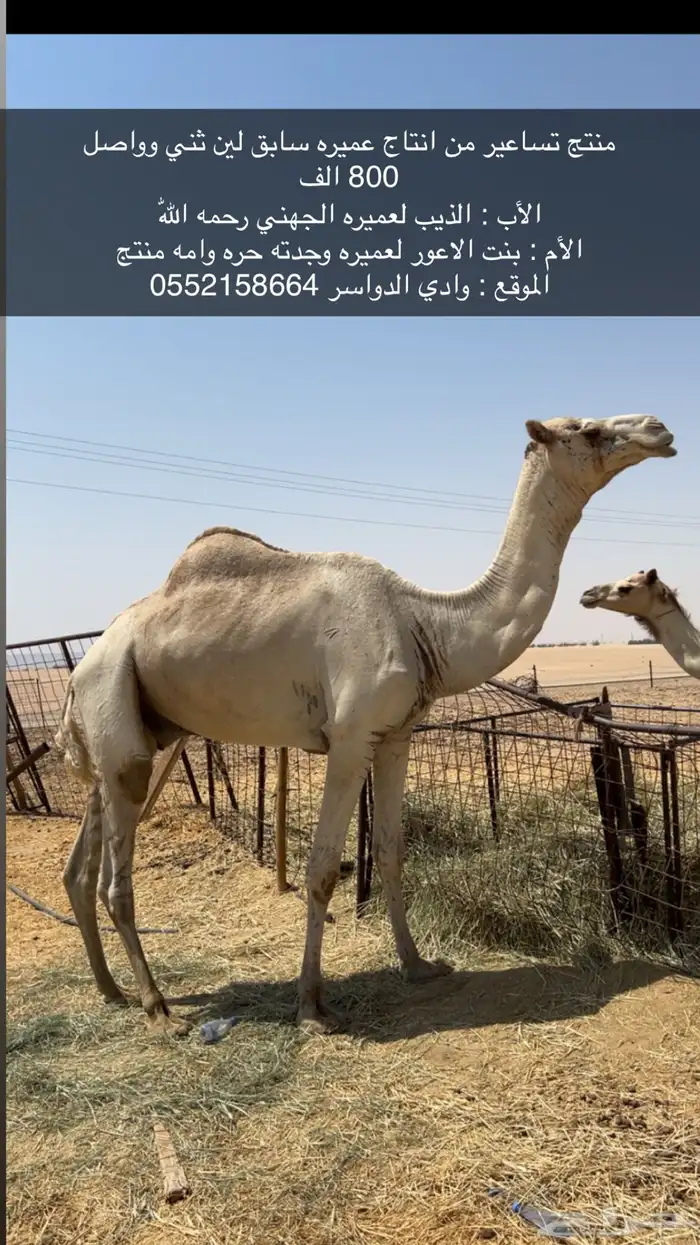 للبيع بعير سابق ومنتج 0