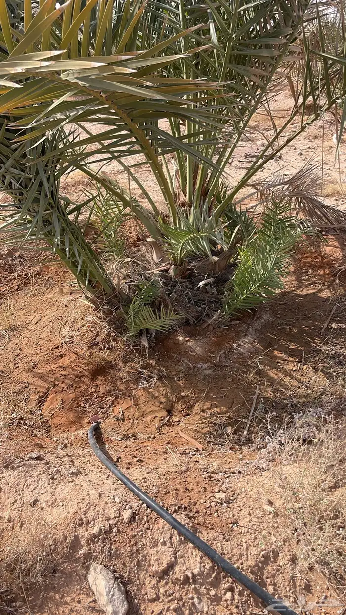 فراخة نخل خلاص مجانية 0