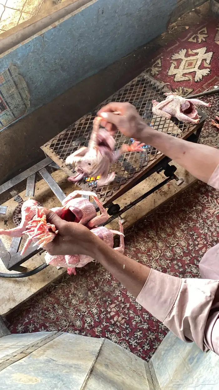 حمام لاحم مع خدمة الذبح الجوز 40 1