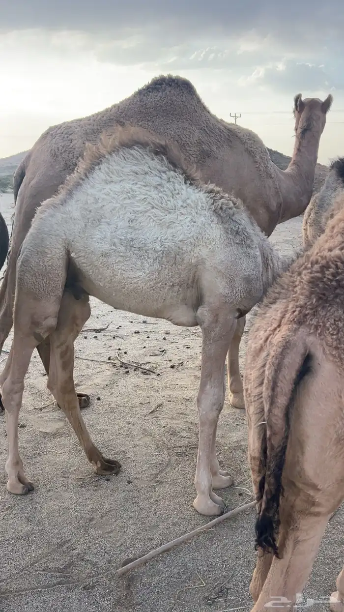 بكره وقعودين كفوو للييع 6