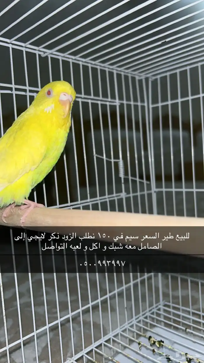 عصفور 0