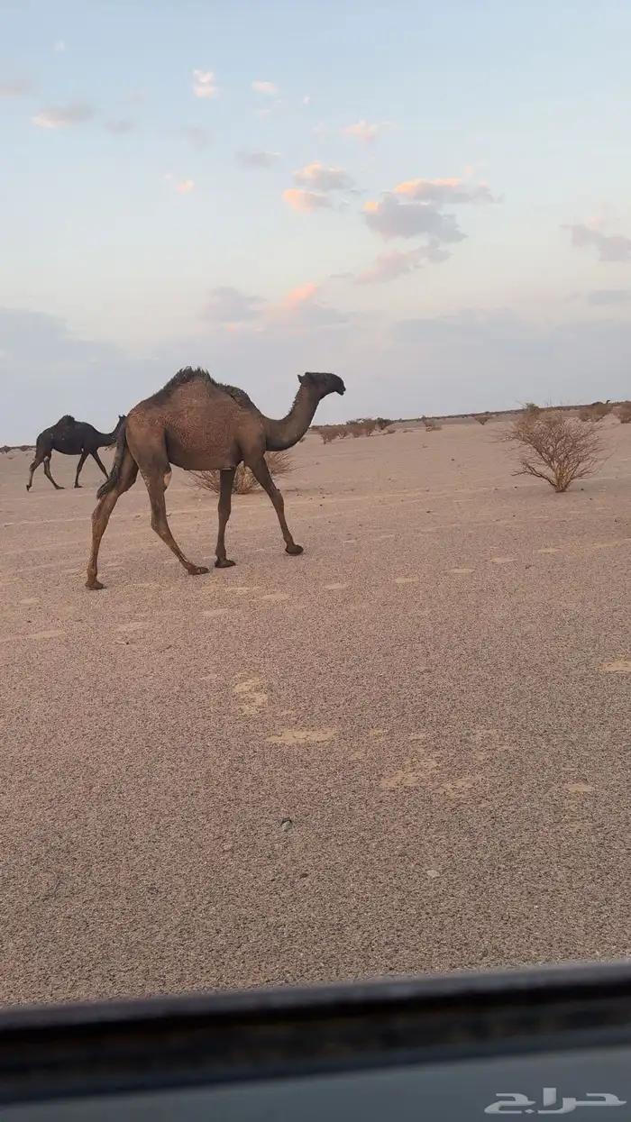 بكره صفرا شماليه ابوها اوضح و أمها مجهم 1