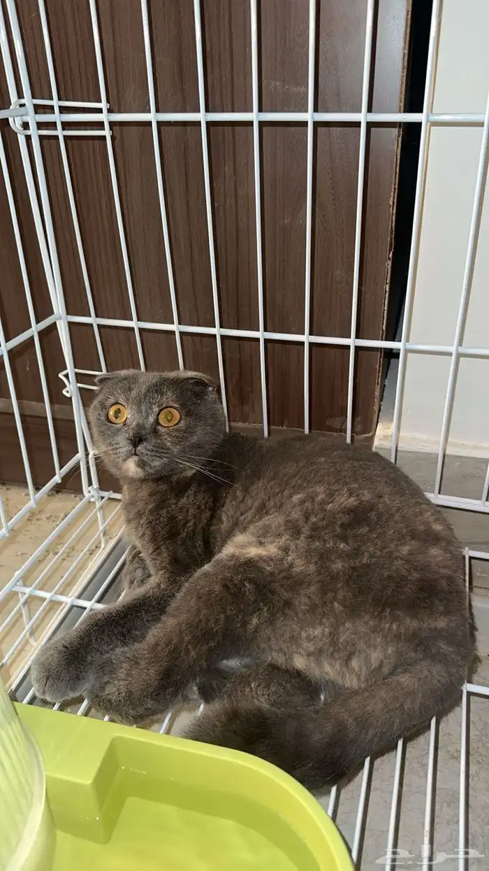 جوز سكوتش منتج 0