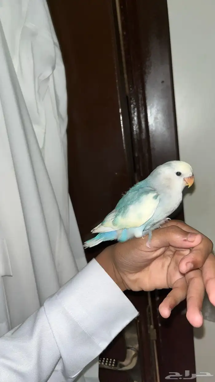 روز اليف طفره ولون نادر 3