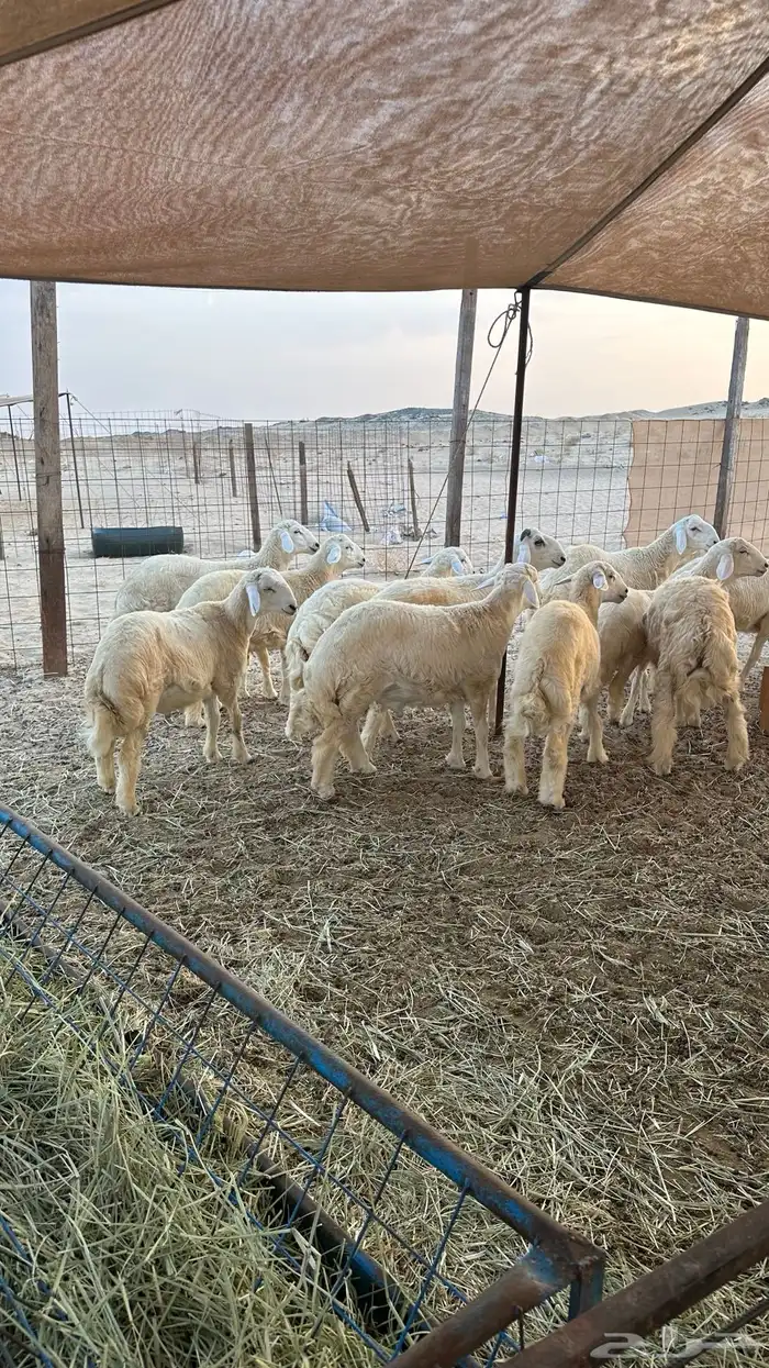 طليان حريه مناسبات ( تم البيع ) 4