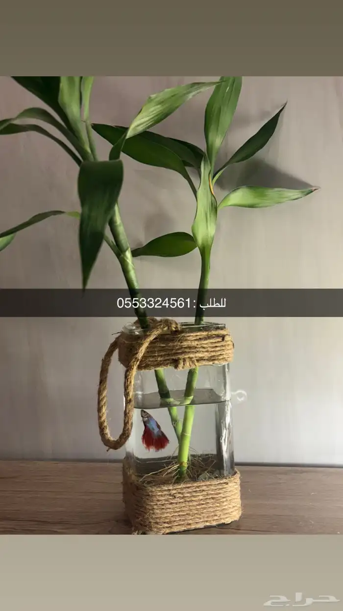 زينه اسماك فايتر سمك زينه يعيش منغير فلتر 4