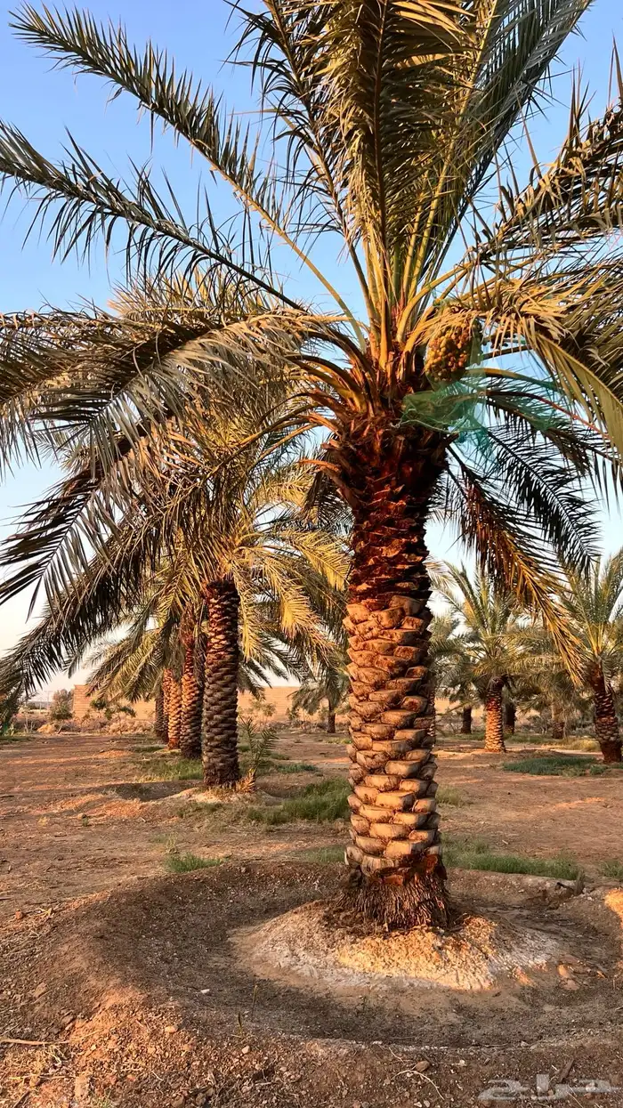 للبيع نخل سكري طويل شرط نظيف من الافات 0