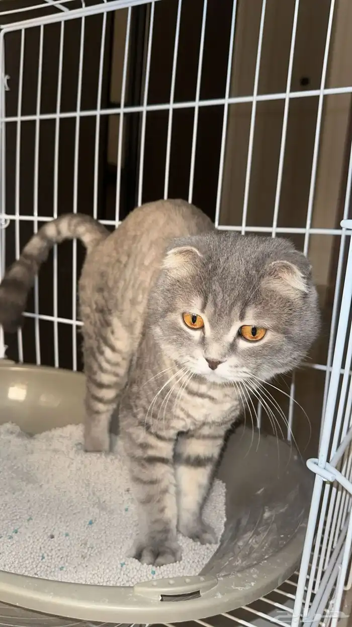 جوز سكوتش منتج 1