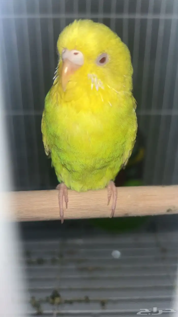 عصفور 1