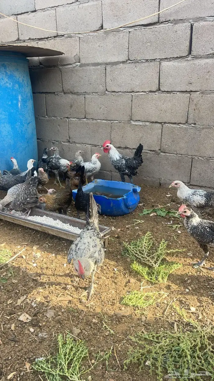 دجاج مشكل. فيومي. بلدي 1