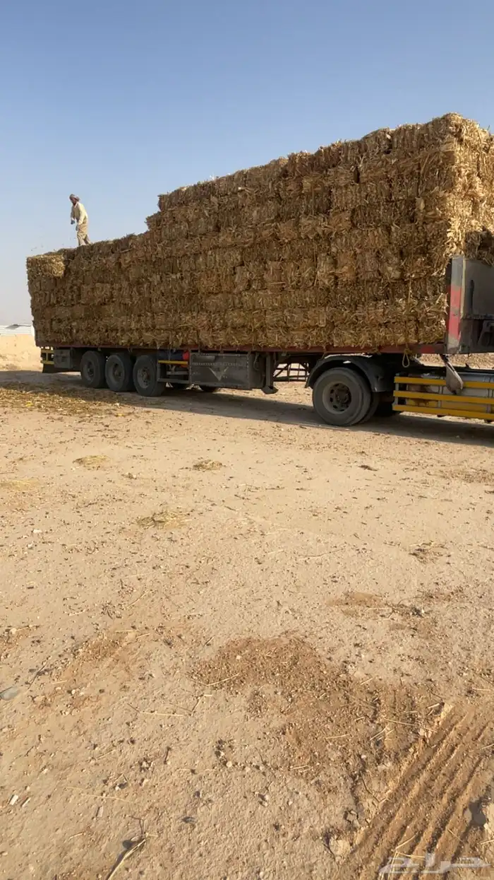 ذره شد طبرجل 1