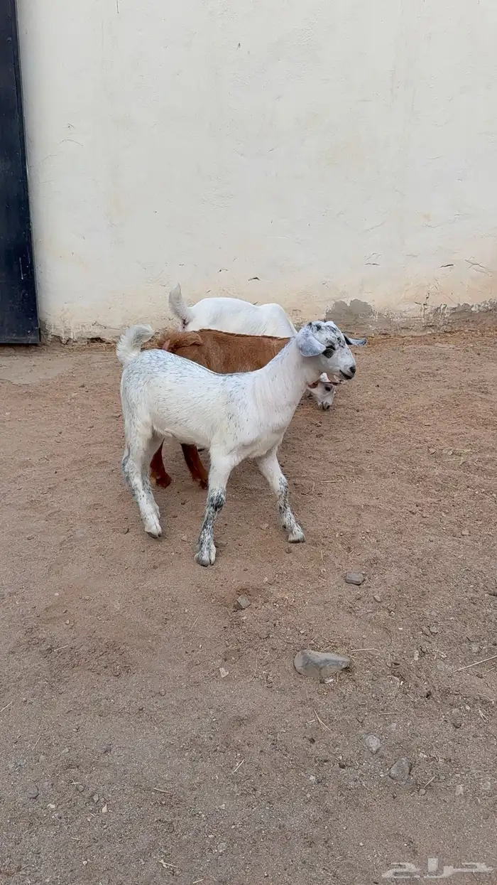 دواغير بيشيات تيوس 7