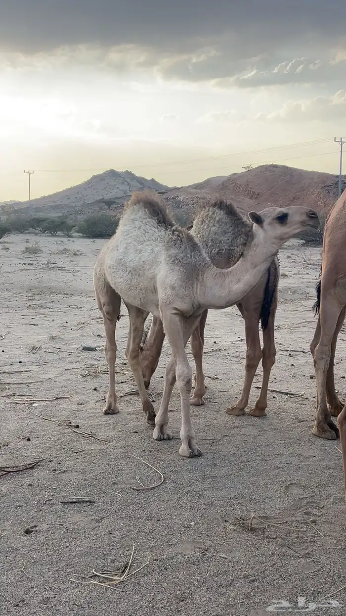 بكره وقعودين كفوو للييع 5
