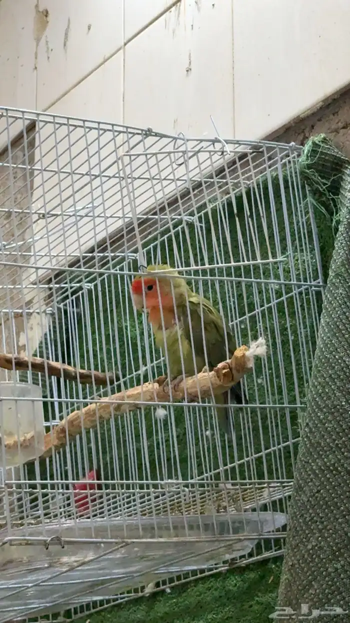 روز 0