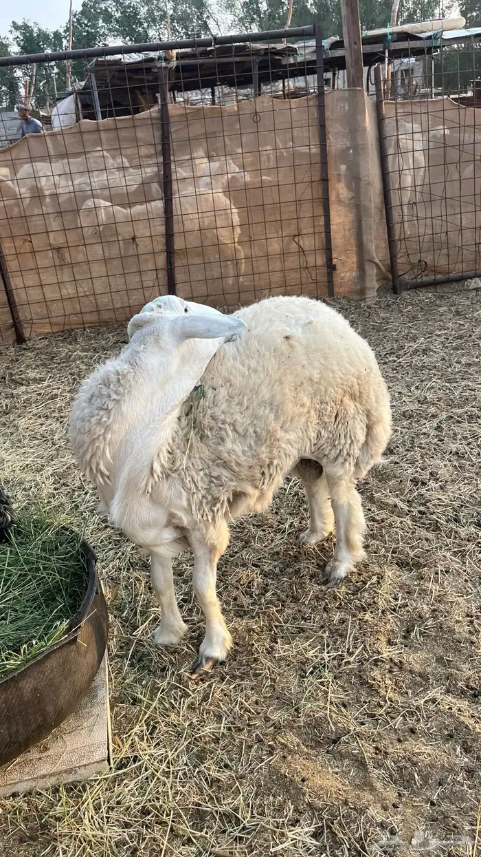 طلي حري جذع 2