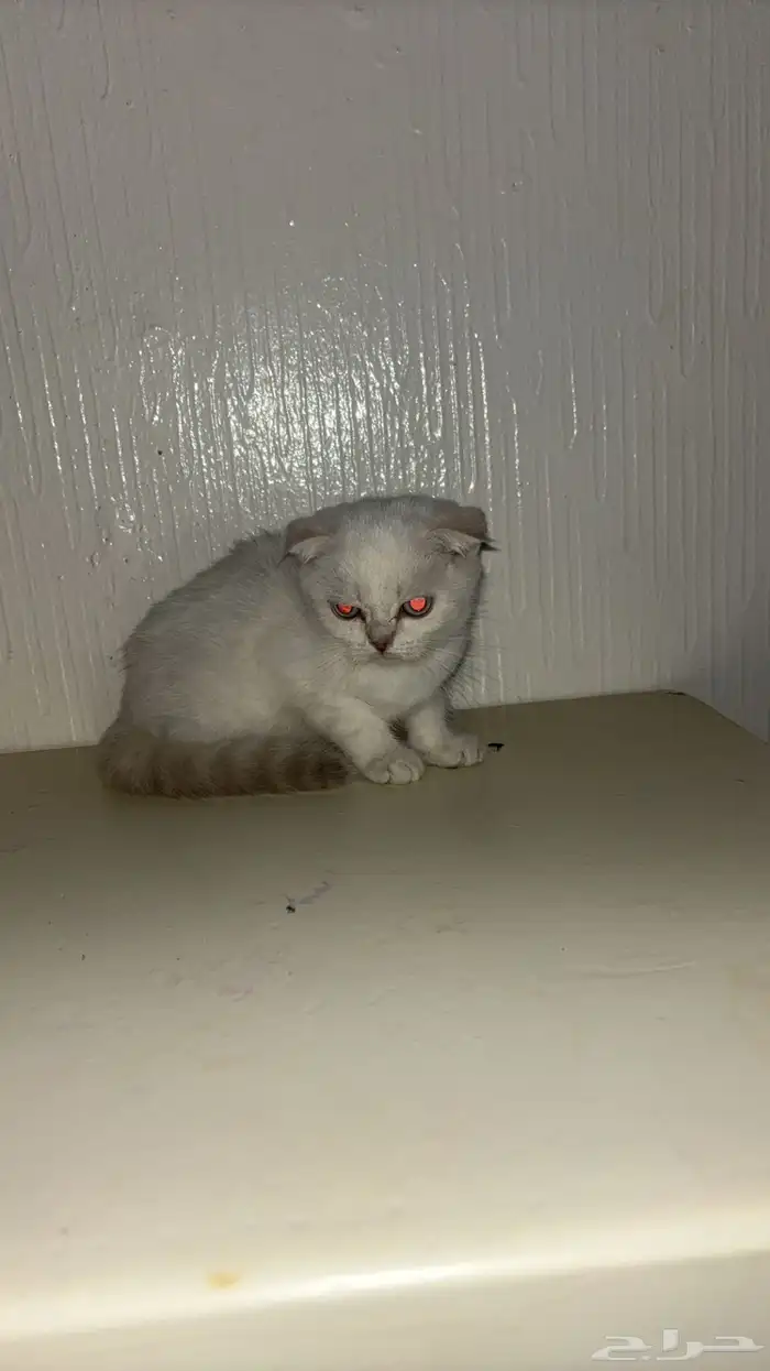 سكوتش فولد للبيع 0
