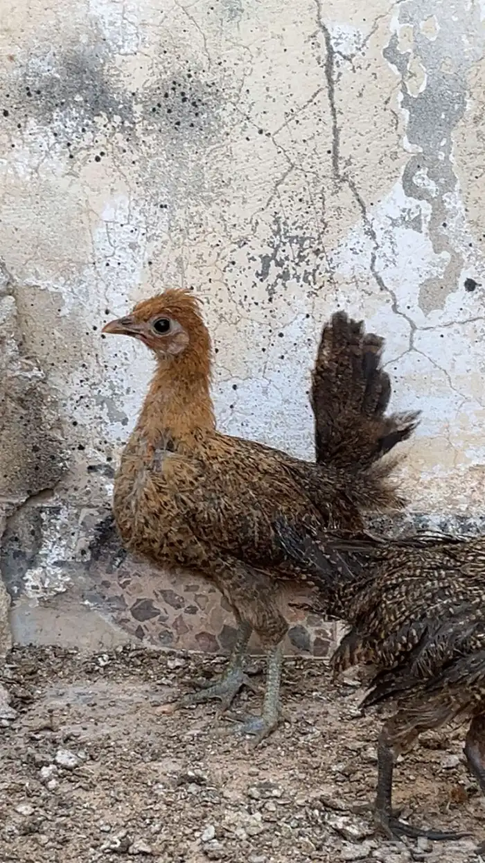 صيصان دجاج بلدي 0