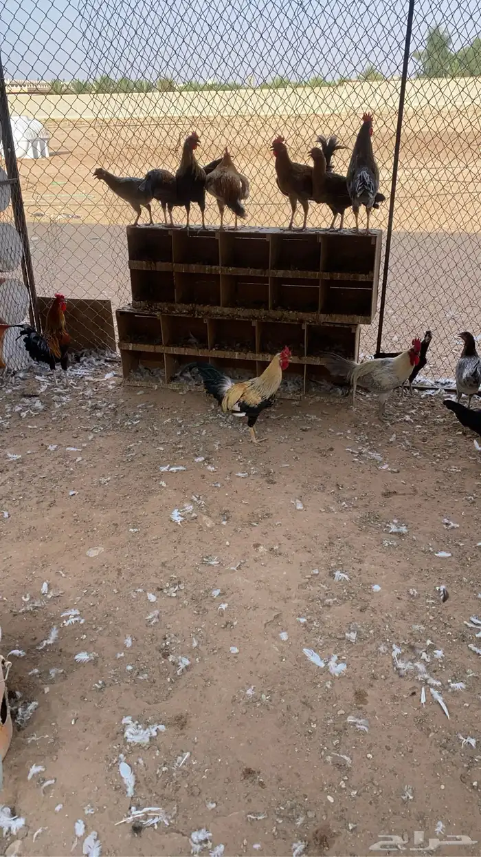 دجاج 0