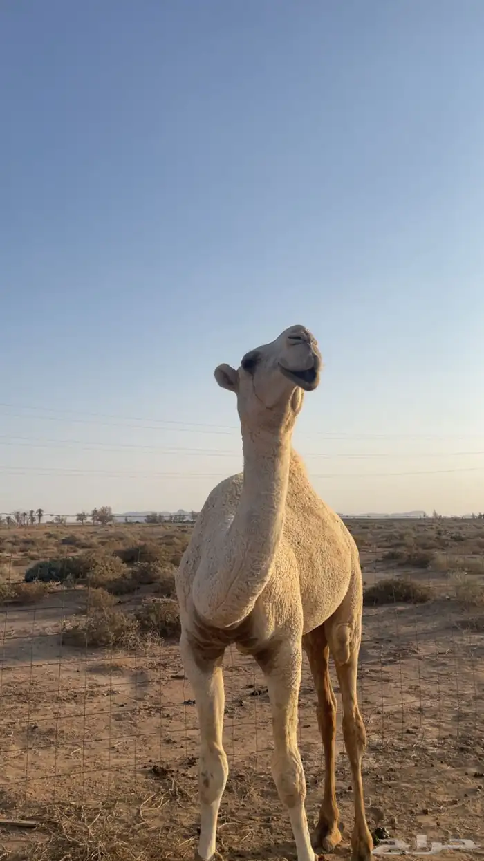 للبيع قعود كفو 2