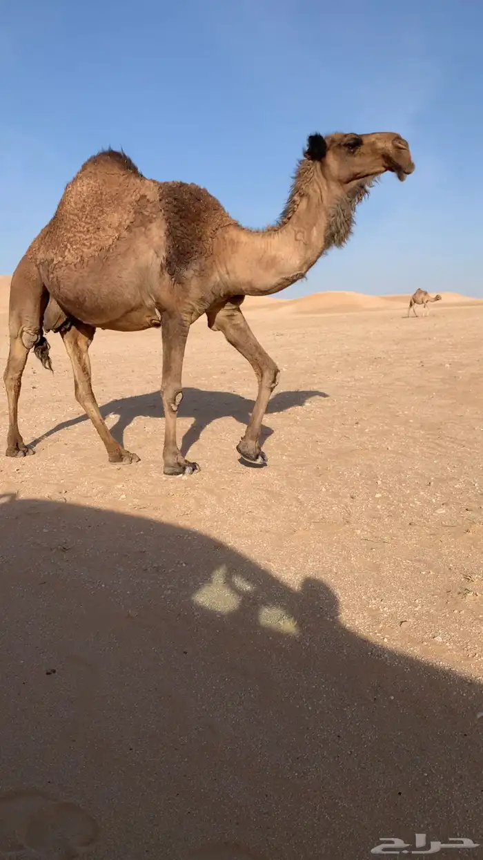 قعود عقابي فاخر 1