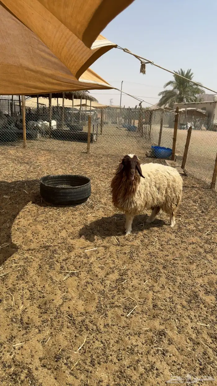 رخال دفيع فحص سونار 0