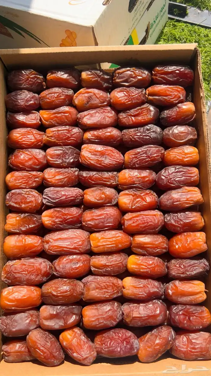 تمور القصيم 0