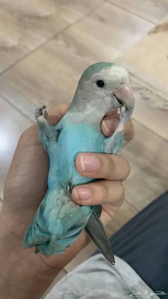 روز اليف نخفض للصامل 0