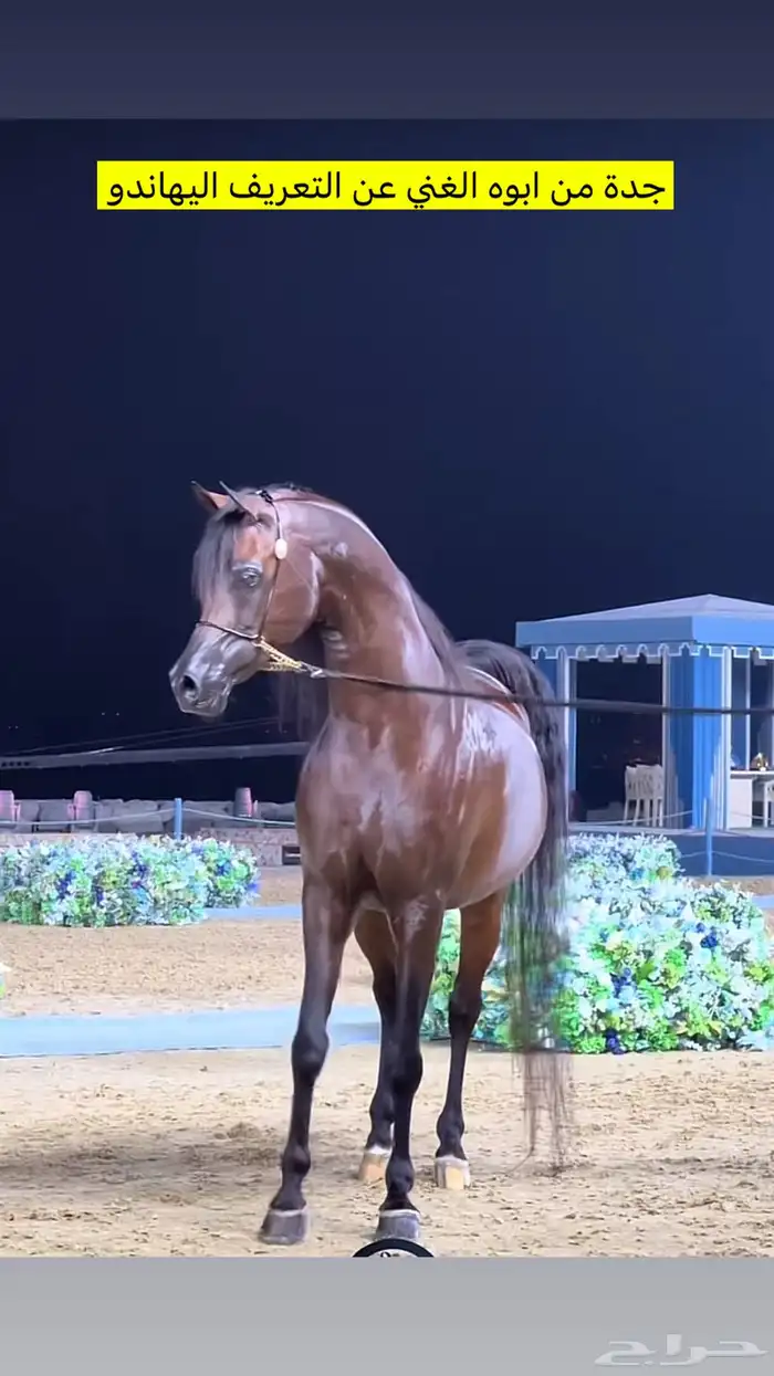 حصان فحل تشبية خيل 3