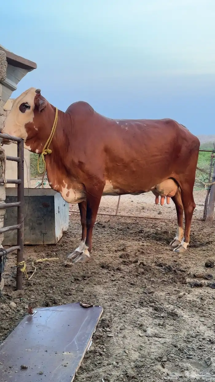 بقره فاخره 1