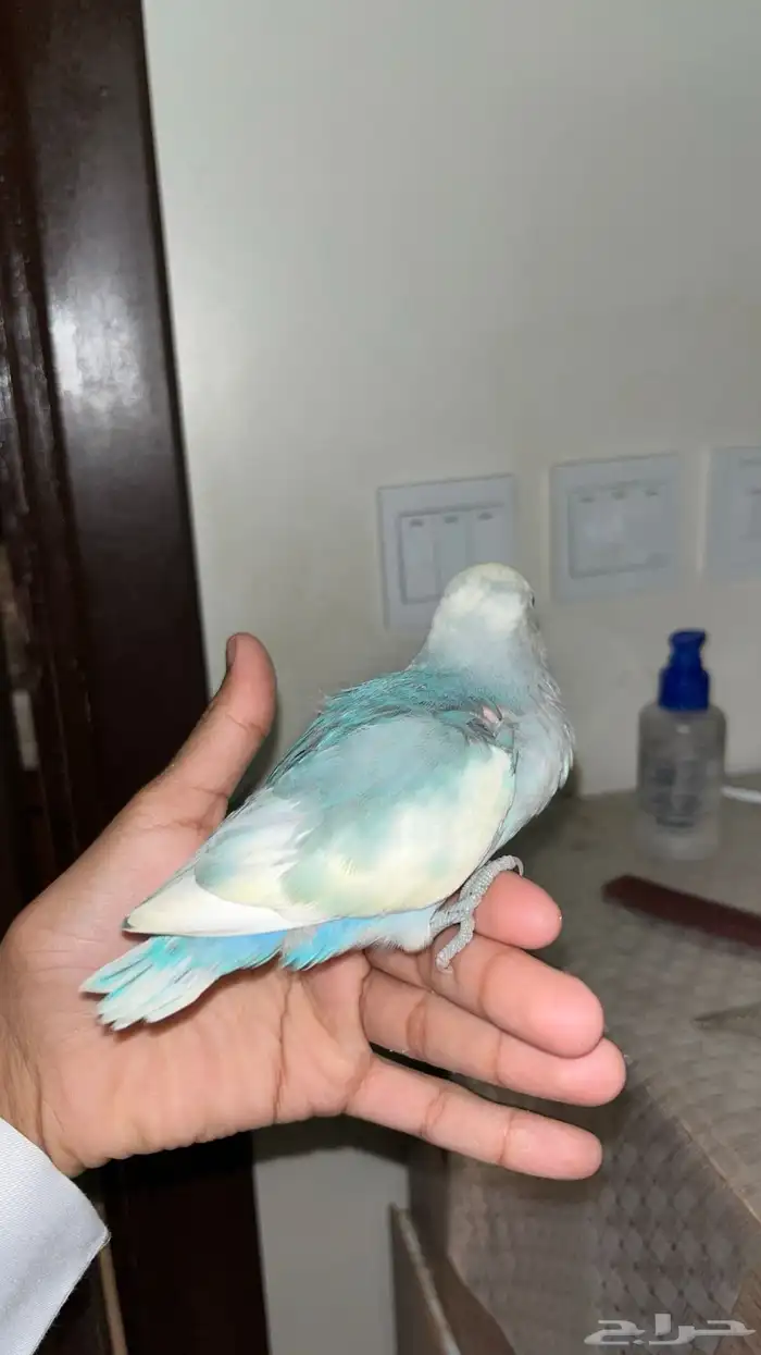 روز اليف طفره ولون نادر 2