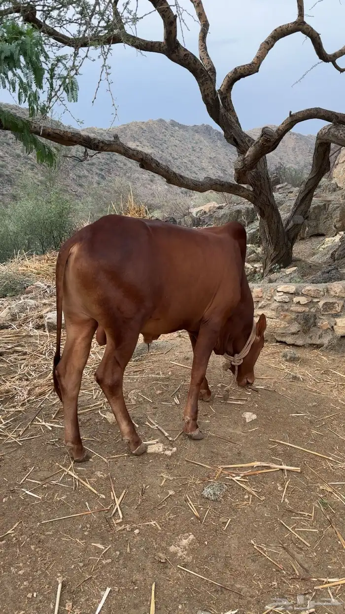 حسيل عمره سنه 1