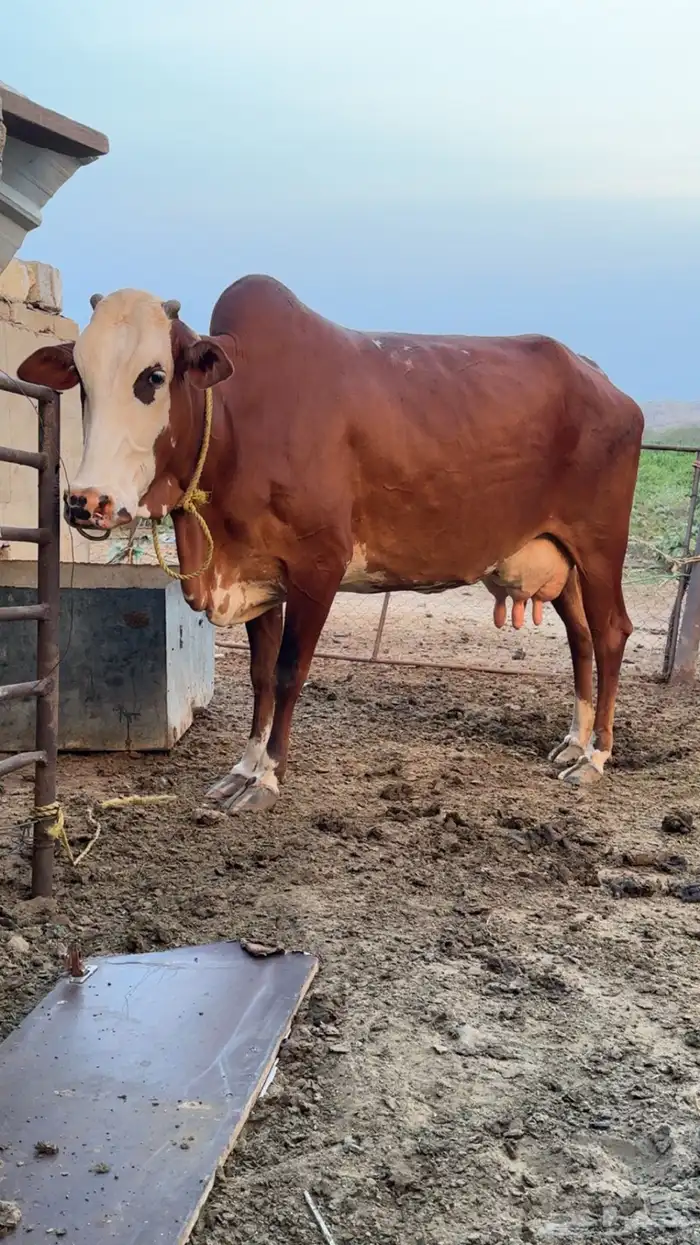 بقره فاخره 0