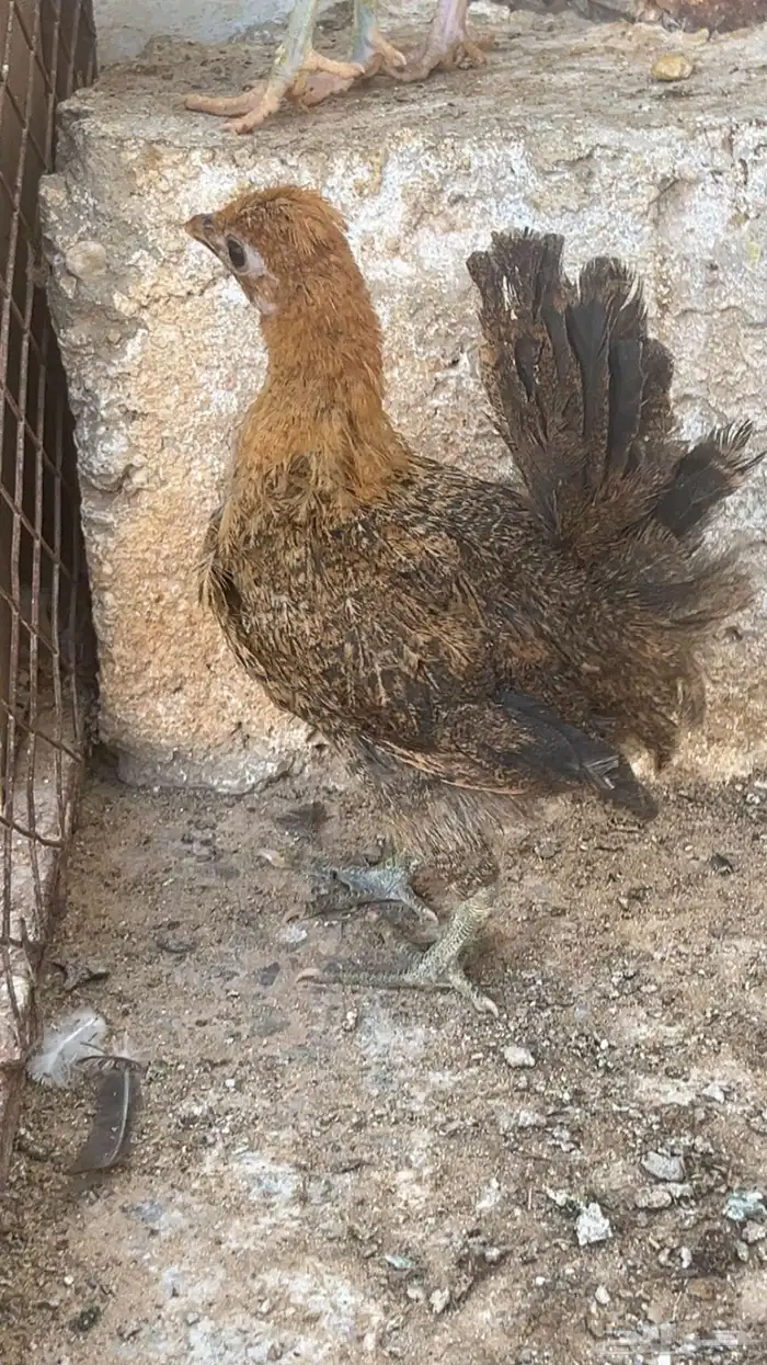 صيصان دجاج بلدي 3