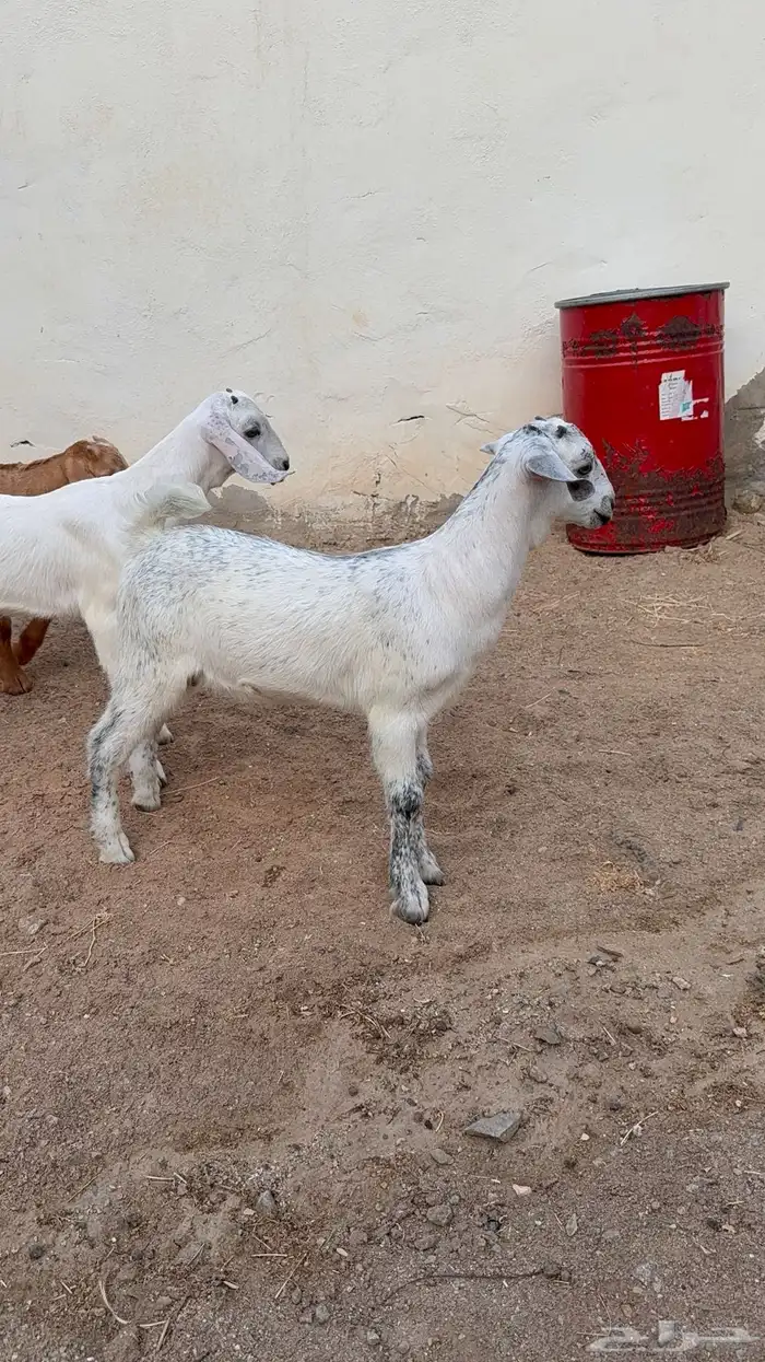 دواغير بيشيات تيوس 1