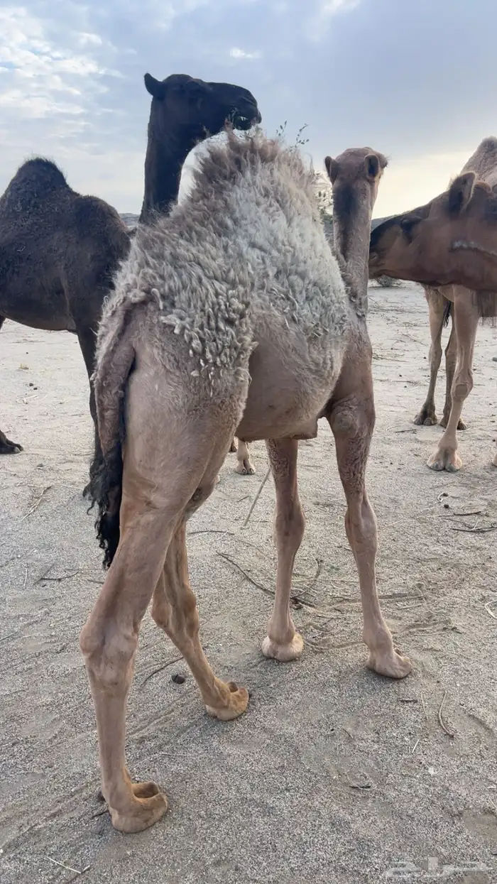 بكره وقعودين كفوو للييع 7