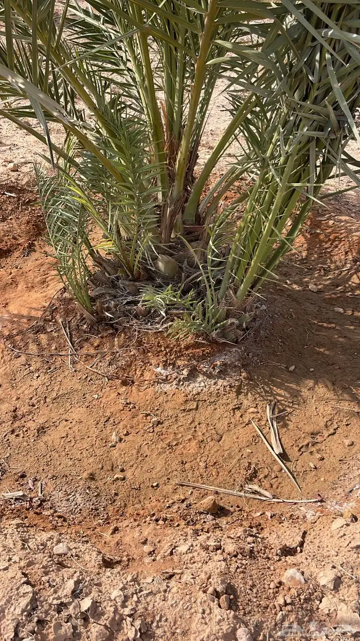 فراخة نخل خلاص مجانية 1