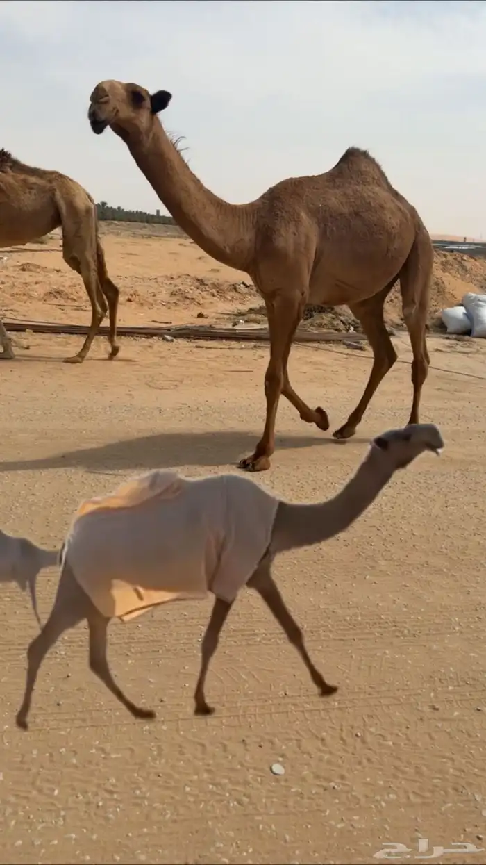 قعود اصفر فردي 0