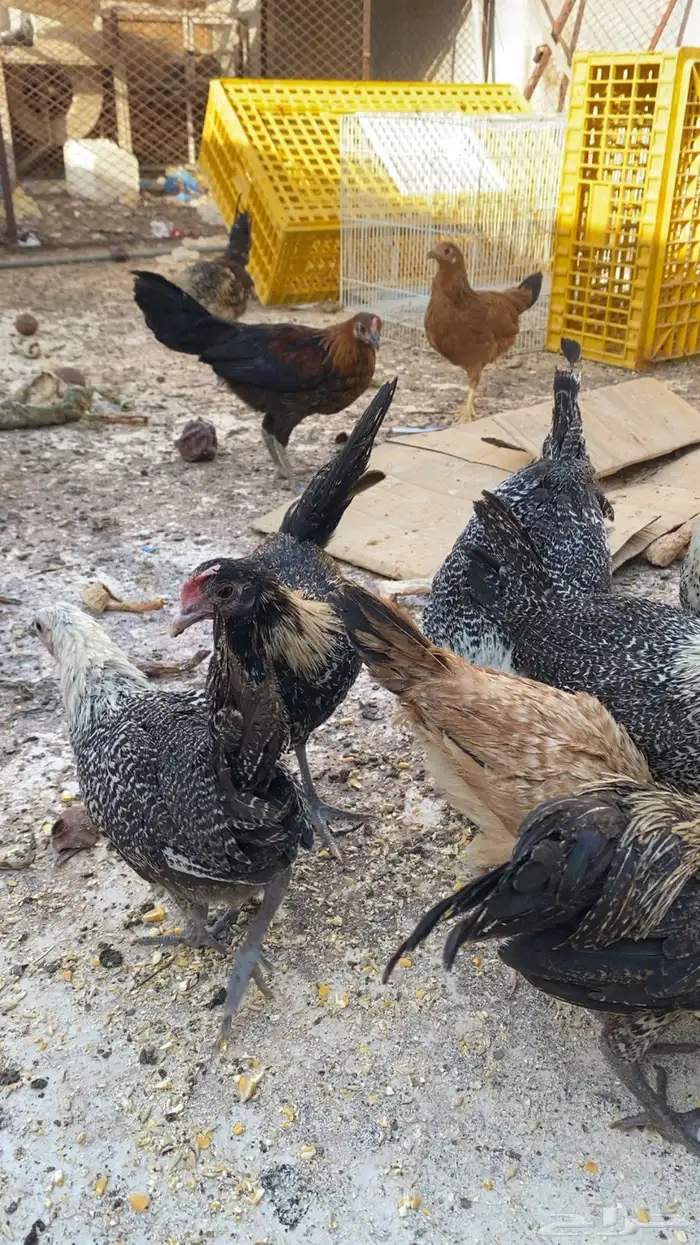 دجاج للبيع 3