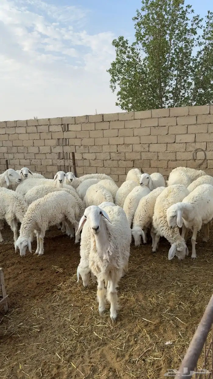 رخال حريات 1