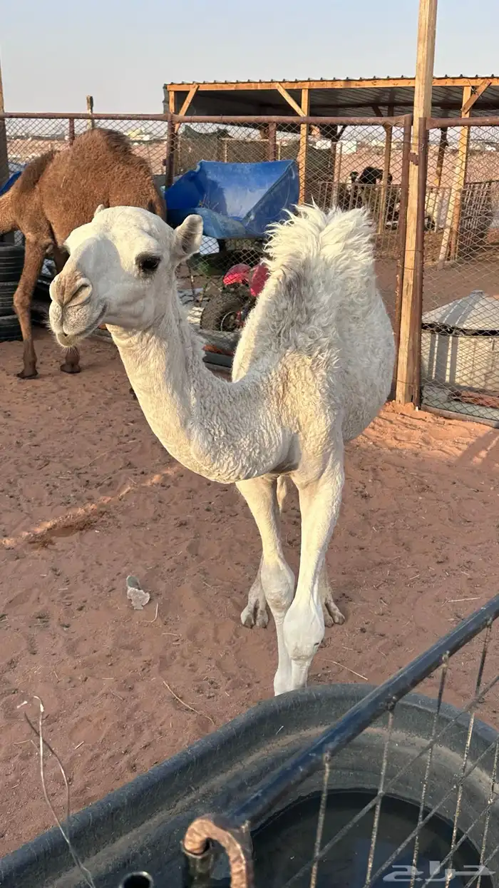 قعود البيع العمر حول 5 شهور طيب 1