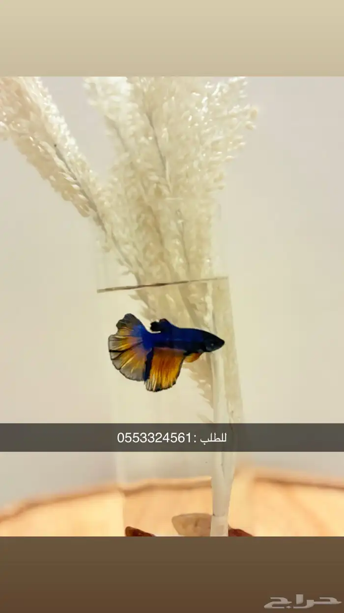 زينه اسماك فايتر سمك زينه يعيش منغير فلتر 7